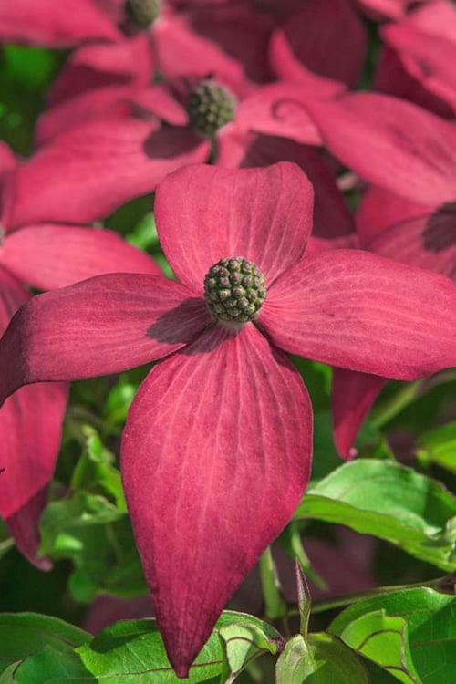  Scarlet Fire Dogwood - Cornus Kousa - 7 Gallon Pot (5-6')