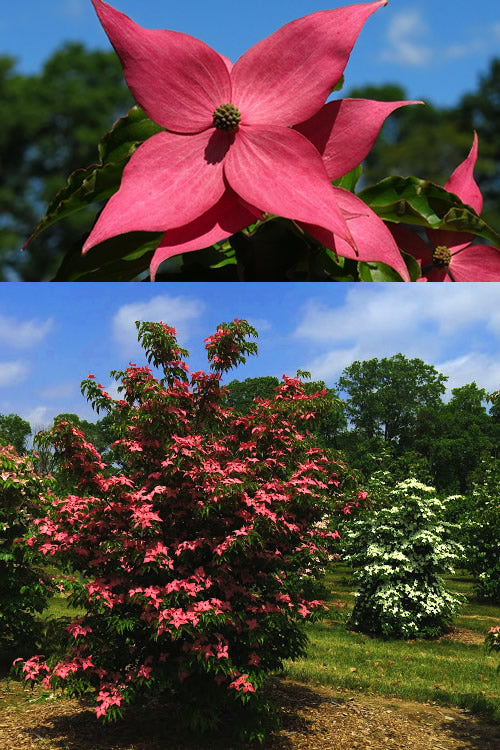  Scarlet Fire Dogwood - Cornus Kousa - 3 Gallon Pot