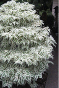  Summer Fun Variegated Dogwood - Cornus Kousa - 7 Gallon Pot