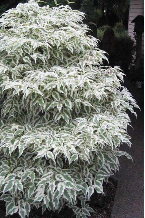  Summer Fun Variegated Dogwood - Cornus Kousa - 7 Gallon Pot