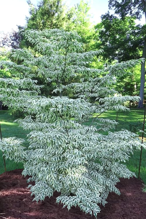  Summer Fun Variegated Dogwood - Cornus Kousa - 7 Gallon Pot