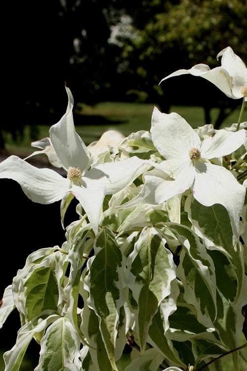  Summer Fun Variegated Dogwood - Cornus Kousa - 7 Gallon Pot