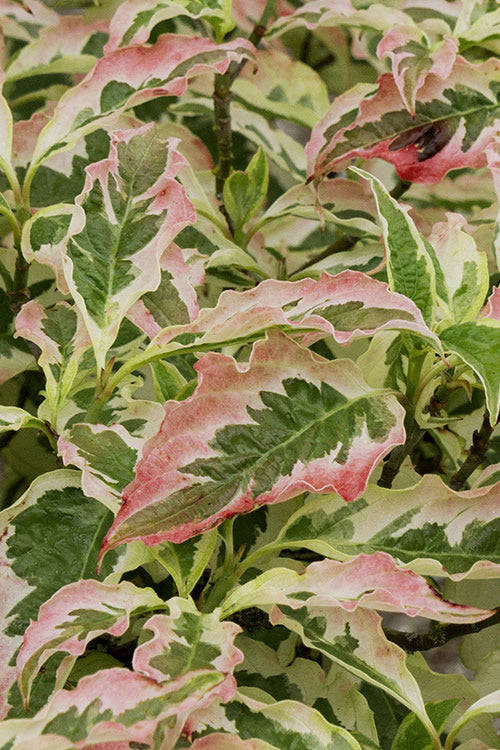  Summer Fun Variegated Dogwood - Cornus Kousa - 7 Gallon Pot