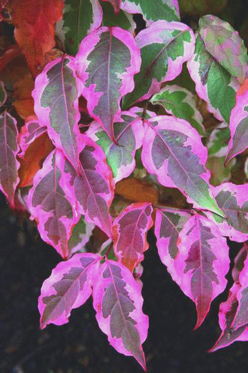  Summer Fun Variegated Dogwood - Cornus Kousa - 7 Gallon Pot