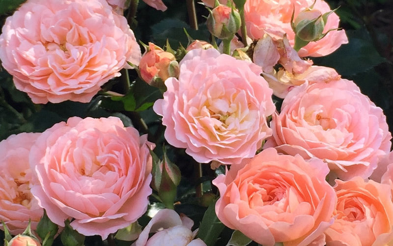  Apricot Drift Dwarf Rose - 3 Gallon Pot