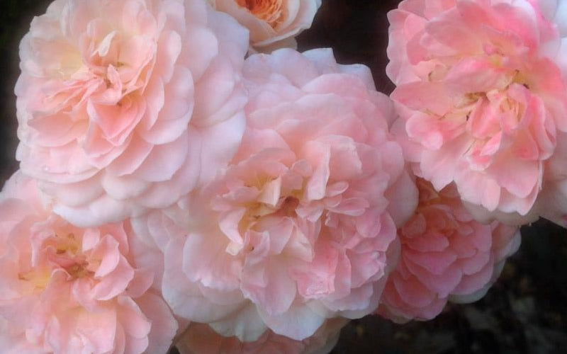  Apricot Drift Dwarf Rose - 2 Gallon Pot