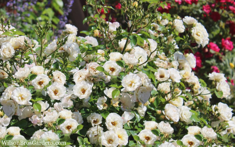  Popcorn Drift Groundcover Rose - 2 Gallon Pot