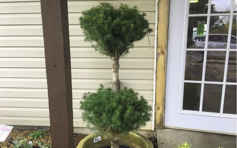  Poodle Tier Dwarf Alberta Spruce Topiary (2-Ball) - 2 Gallon Pot 