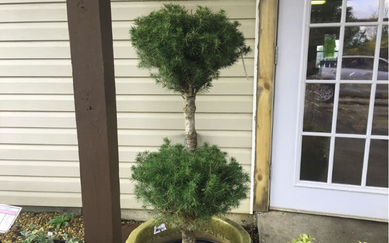  Dwarf Alberta Spruce 3-Ball Poodle Tier Topiary - 2 Gallon Pot