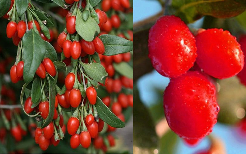 Goji Berry Plant - Lycium Barbarum - 1 Gallon Pot