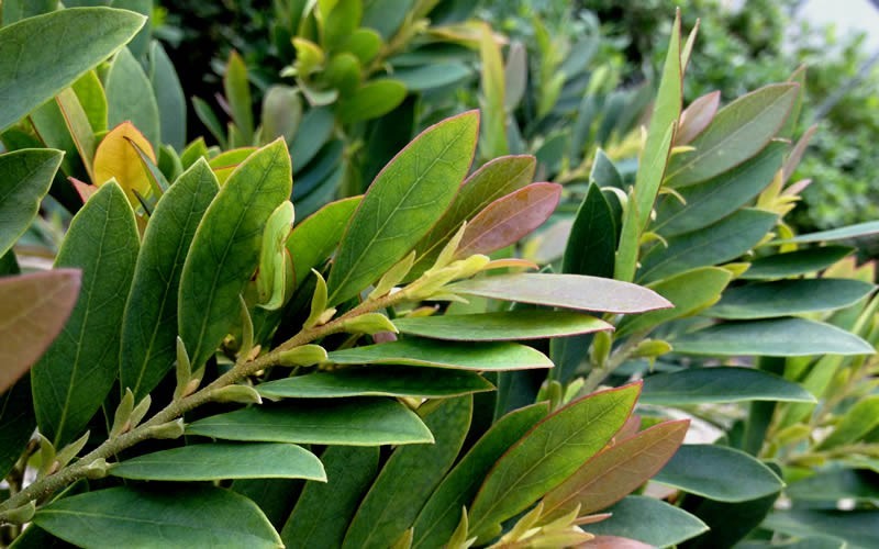  Coppertone Distylium - 3 Gallon Pot