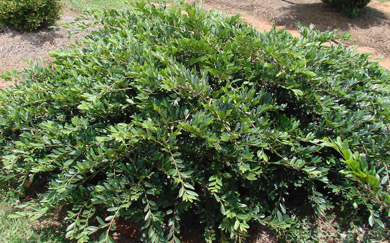  Vintage Jade Evergreen Witch Hazel (Distylium) - 3 Gallon Pot