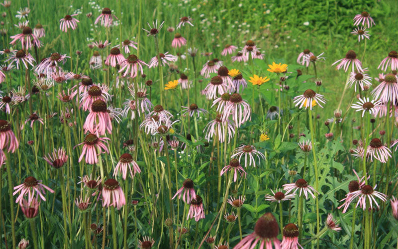  Pale Purple Coneflower (Echinacea Pallida) - 1 Gallon Pot