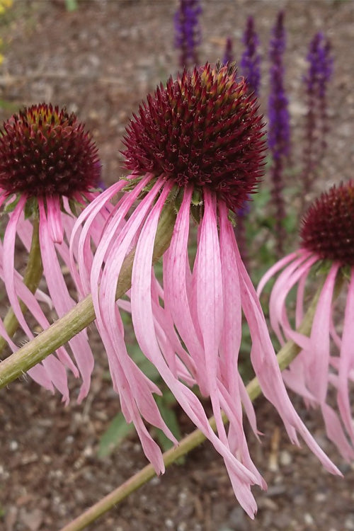  Pale Purple Coneflower (Echinacea Pallida) - 1 Gallon Pot