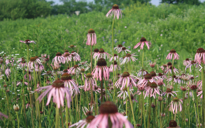  Pale Purple Coneflower (Echinacea Pallida) - 1 Gallon Pot