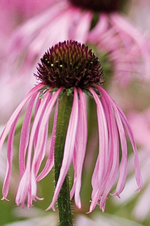  Pale Purple Coneflower (Echinacea Pallida) - 1 Gallon Pot
