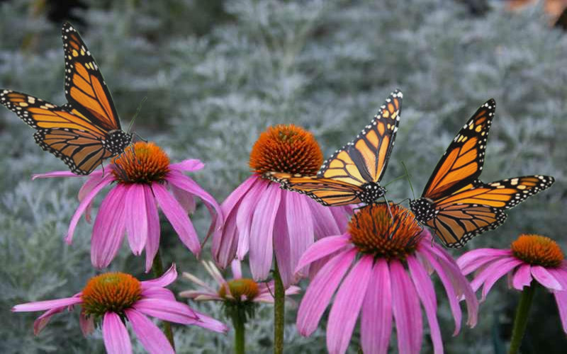  Purple Coneflower (Echinacea) - 8 Pack Of 1 Gallon Pots