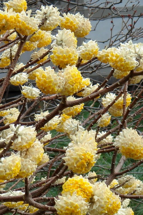  Winter Gold Edgeworthia Chrysantha - Paper Bush - 3 Gallon Pot