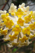  Winter Gold Edgeworthia Chrysantha (Paper Bush) - 7 Gallon Pot