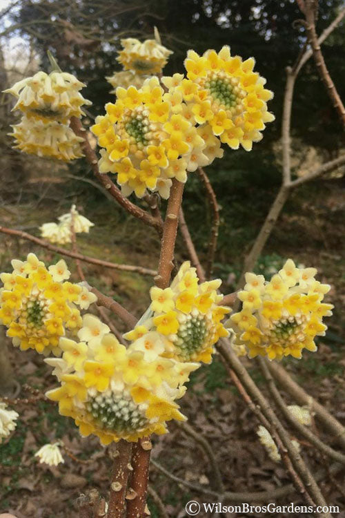  Edgeworthia Chrysantha - Paper Bush - 3 Gallon