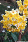  Edgeworthia Chrysantha - Paper Bush - 3 Gallon