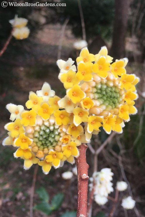  Edgeworthia Chrysantha - Paper Bush - 3 Gallon