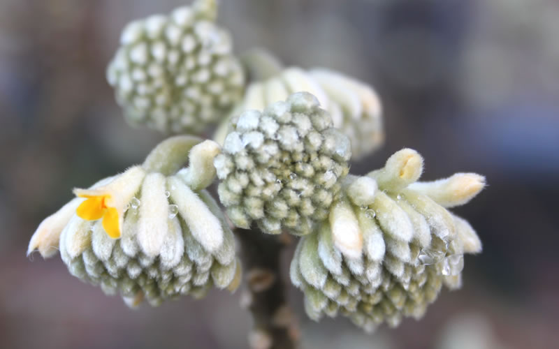  Winter Gold Edgeworthia Chrysantha (Paper Bush) - 7 Gallon Pot