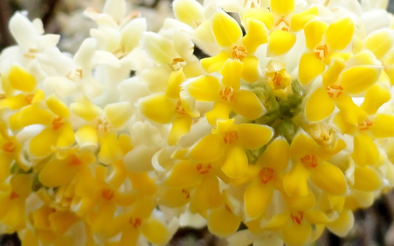  Winter Gold Edgeworthia Chrysantha (Paper Bush) - 7 Gallon Pot