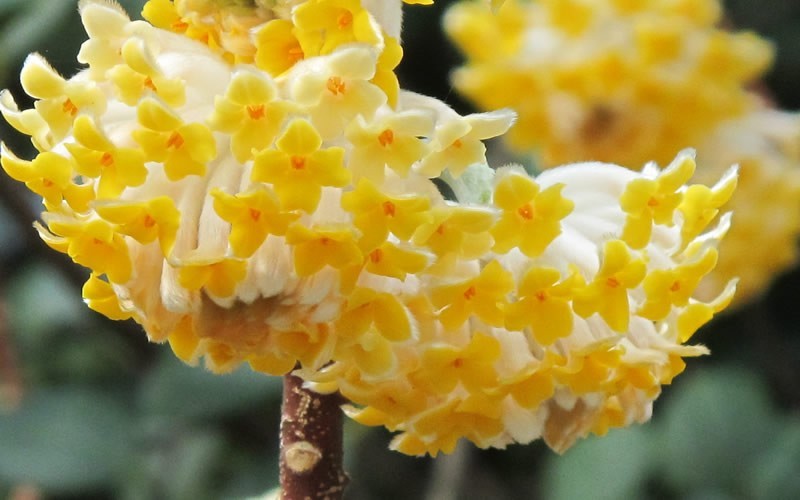  Winter Gold Edgeworthia Chrysantha - Paper Bush - 3 Gallon Pot
