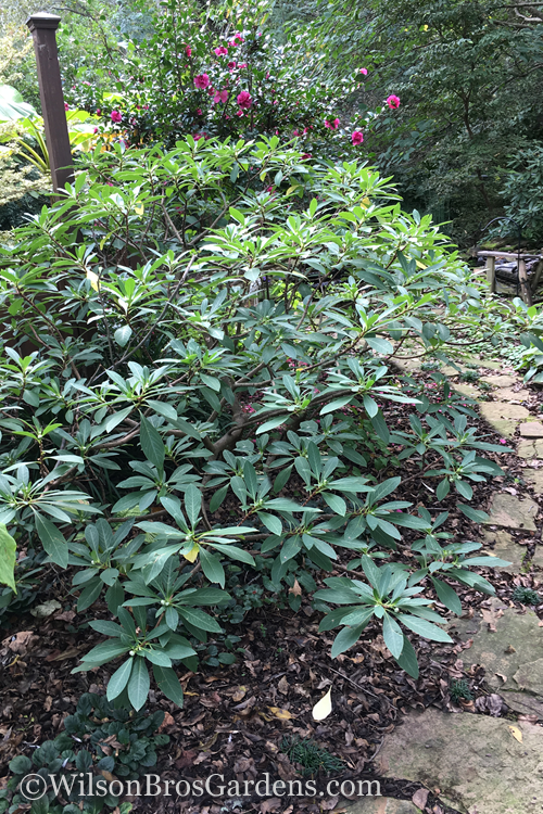  Edgeworthia Chrysantha - Paper Bush - 3 Gallon