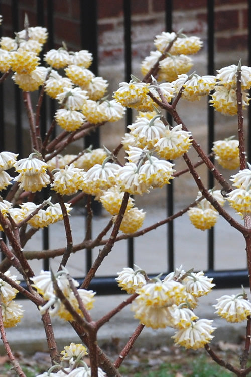  Snow Cream Edgeworthia Paper Bush - 3 Gallon