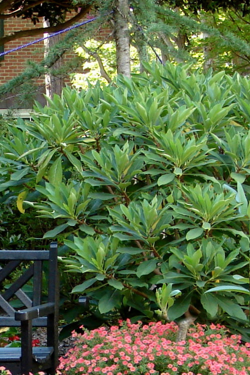  Snow Cream Edgeworthia Paper Bush - 3 Gallon