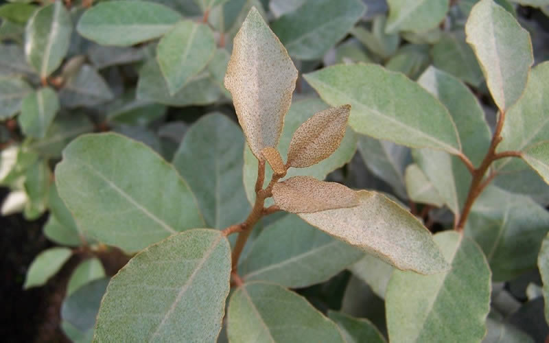  Fruitland Elaeagnus(Silverberry) - 1 Gallon Pot