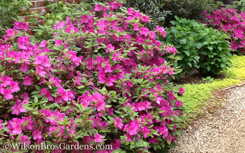  Autumn Amethyst Encore Azalea - 3 Gallon Pot