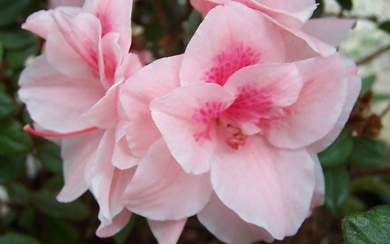  Autumn Belle Encore Azalea - 3 Gallon Pot