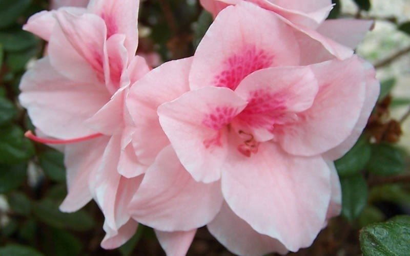  Autumn Belle Encore Azalea - 6 Pack Of 1 Gallon Pots