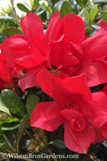  Autumn Bonfire Encore Azalea- 2 Gallon Pot