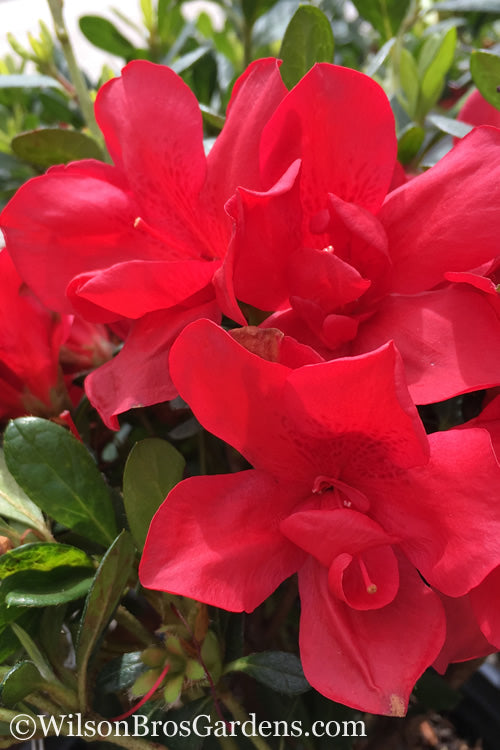  Autumn Bonfire Encore Azalea- 6 Pack Of 1 Gallon Pots