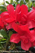  Autumn Bonfire Encore Azalea - 2 Gallon Pot
