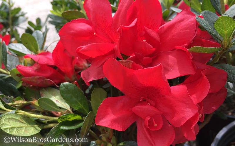  Autumn Bonfire Encore Azalea - 2 Gallon Pot