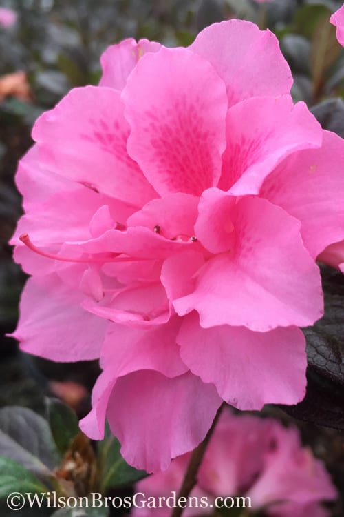  Autumn Carnation Encore Azalea - 7 Gallon Pot