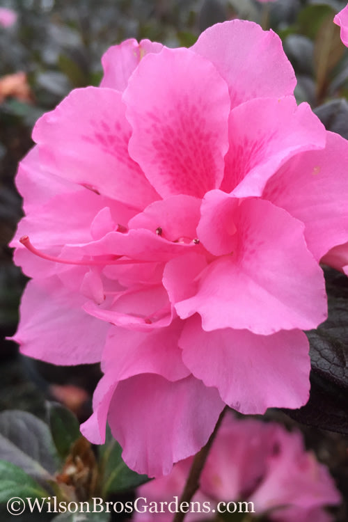 Autumn Carnation Encore Azalea - 1 Gallon Pot