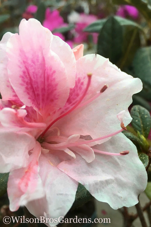  Autumn Chiffon Encore Azalea - 1 Gallon Pot