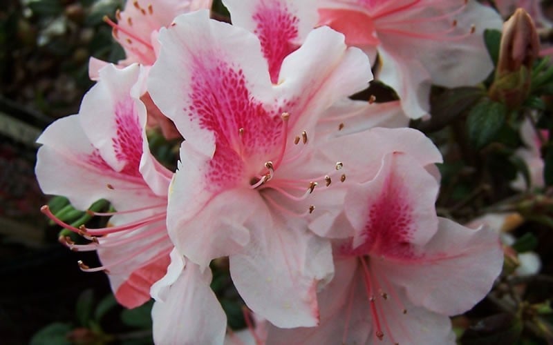  Autumn Chiffon Encore Azalea - 3 Gallon Pot