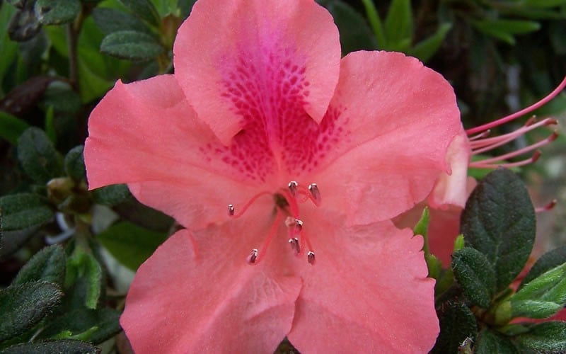  Autumn Coral Encore Azalea - 6 Pack Of 1 Gallon Pots