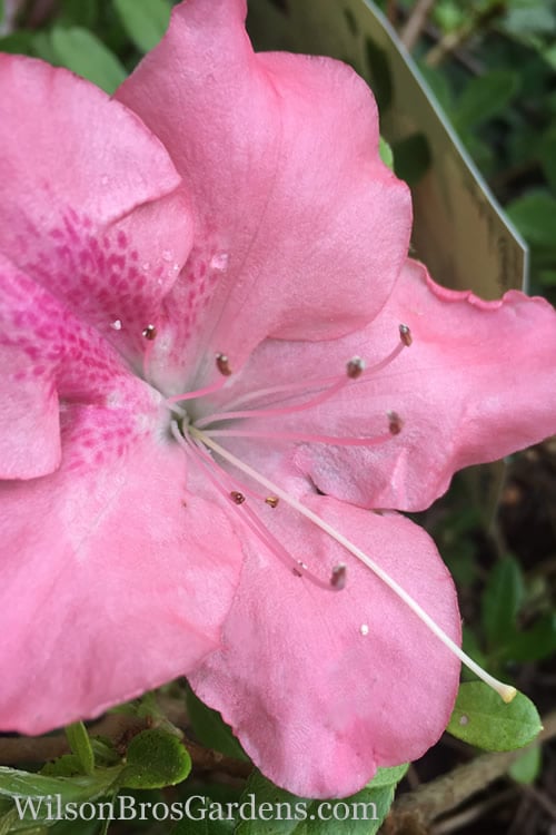  Autumn Debutante Encore Azalea - 2 Gallon Pot