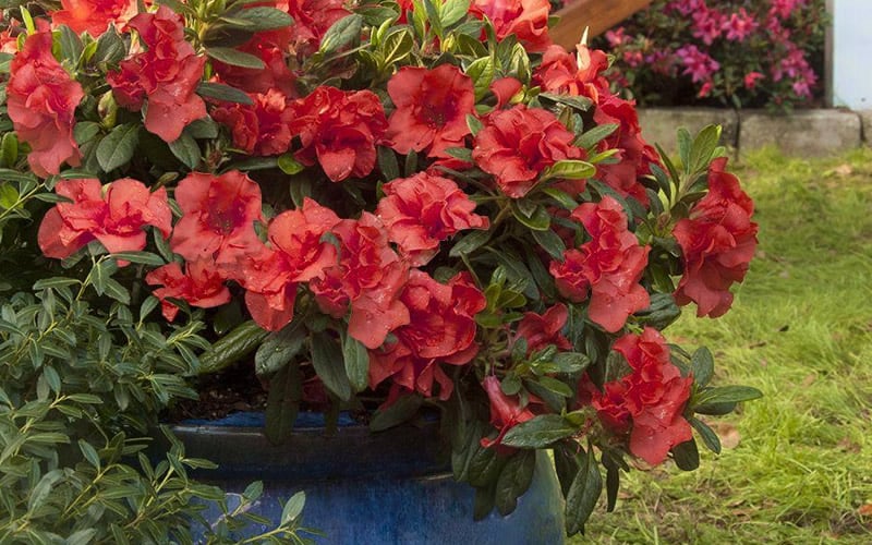  Autumn Embers Encore Azalea - 2 Gallon