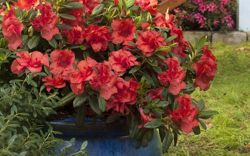  Autumn Embers Encore Azalea - 2 Gallon