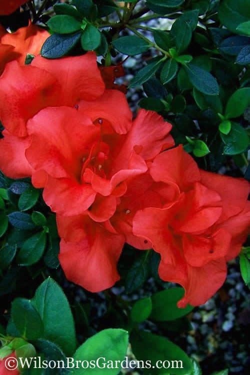  Autumn Embers Encore Azalea - 2 Gallon