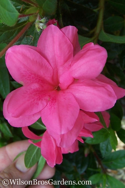  Autumn Empress Encore Azalea - 1 Gallon Pot